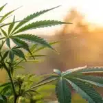 Vibrant cannabis plant representing cannabis treatment for rheumatoid arthritis in a natural setting.