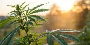 Vibrant cannabis plant representing cannabis treatment for rheumatoid arthritis in a natural setting.