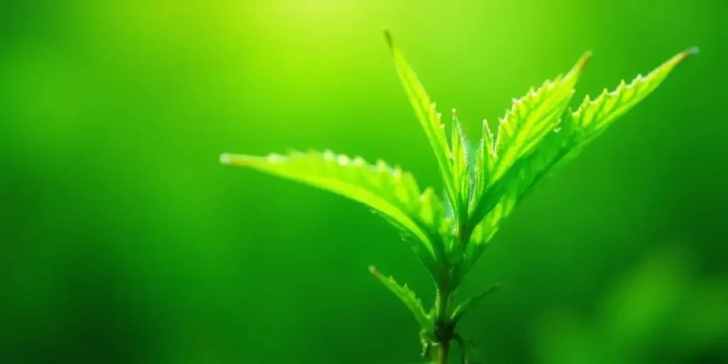 Macro close-up of a dense cannabis bud with bright green and orange trichomes