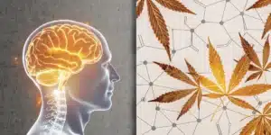 Macro photograph of a dense cannabis bud covered with sparkling trichomes