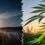 split view of a serene night landscape under a full moon transitioning into a vibrant cannabis plant at sunrise in a field.