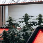 Cannabis plants under red LED lights during the flowering stage.