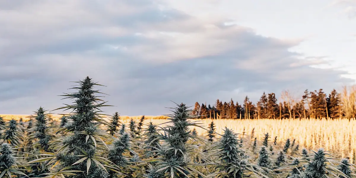 Outdoor cannabis farm at sunset with mature plants under a cloudy sky