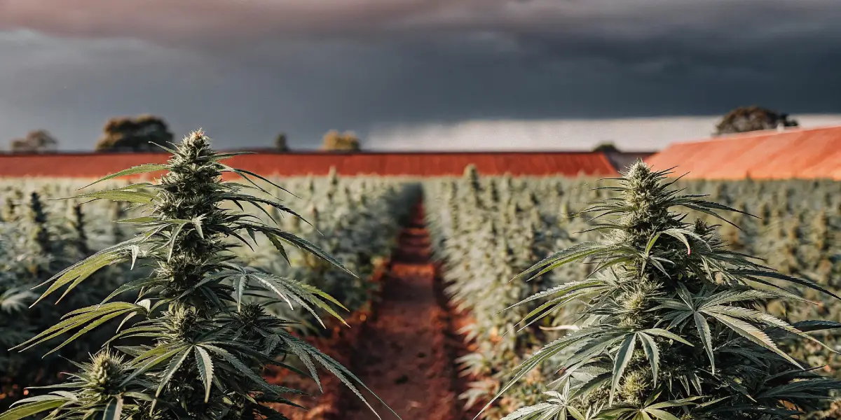 Cannabis plants in neat rows on a farm with dark storm clouds overhead