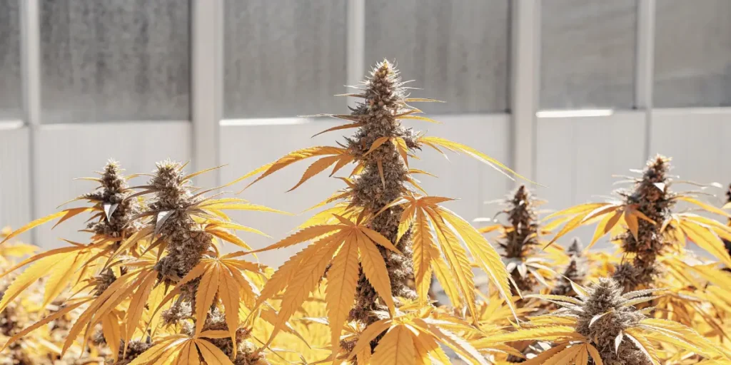 Peak flowering cannabis plants with bright yellow leaves in a greenhouse