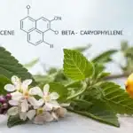 Cannabis leaves, white blossoms, and lemons with terpene chemical structures for myrcene, beta-caryophyllene, and limonene in the background.