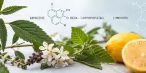 Cannabis leaves, white blossoms, and lemons with terpene chemical structures for myrcene, beta-caryophyllene, and limonene in the background.