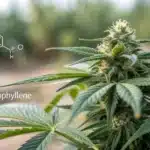 CBD-rich cannabis plant with close-up trichomes, highlighted by chemical structures of myrcene, limonene, and beta-caryophyllene.