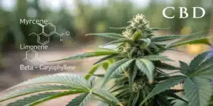 CBD-rich cannabis plant with close-up trichomes, highlighted by chemical structures of myrcene, limonene, and beta-caryophyllene.
