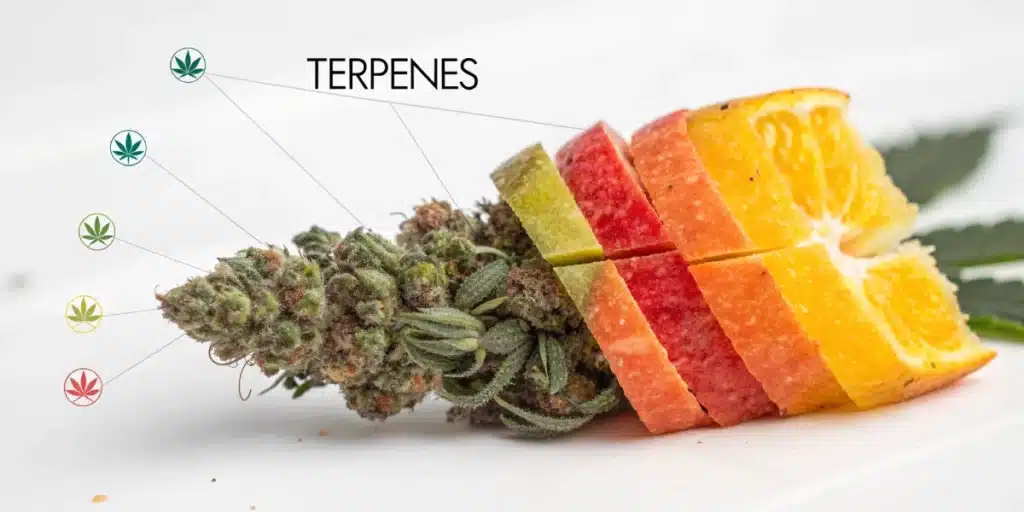 Cannabis bud with colorful fruit slices representing terpene profiles, showing citrus and earthy notes