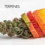 Cannabis bud with colorful fruit slices representing terpene profiles, showing citrus and earthy notes
