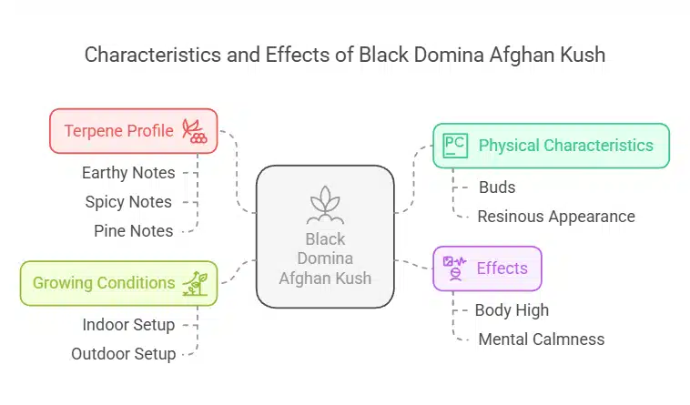 Infographic outlining the characteristics, effects, growing conditions, and terpene profile of Black Domina Afghan Kush, color-coded for clarity