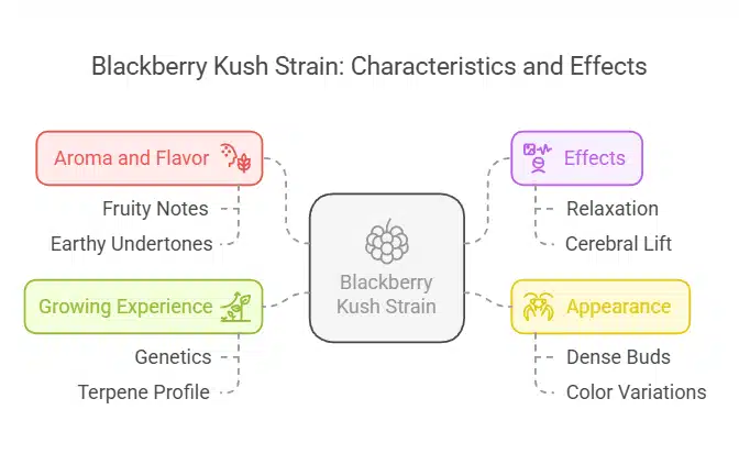 Infographic outlining the characteristics, effects, aroma, and growing experience of Blackberry Kush, with organized color-coded sections.