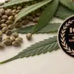 Cannabis seeds beside medal celebrating Blimburn Seeds ICA award.
