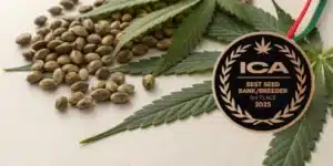Cannabis seeds beside medal celebrating Blimburn Seeds ICA award.