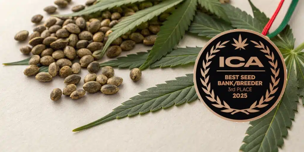 Cannabis seeds beside medal celebrating Blimburn Seeds ICA award.