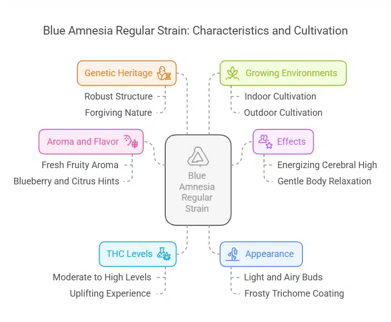 Infographic showcasing the characteristics, effects, THC levels, and cultivation requirements of Blue Amnesia Regular Strain with color-coded sections