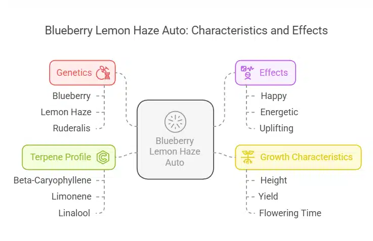 Blueberry Lemon Haze Auto strain chart displaying genetics, terpene profile, effects, and growth characteristics in a detailed infographic