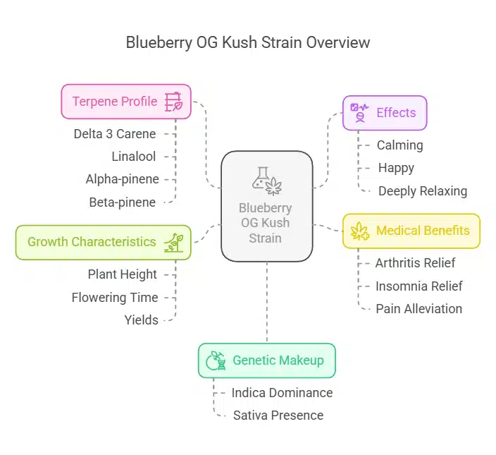 Blueberry OG Kush strain infographic detailing terpene profile, growth characteristics, genetic makeup, effects, and medical benefits