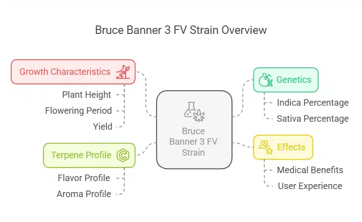 Bruce Banner 3 FV strain infographic showcasing genetics, terpene profile, growth characteristics, effects, and yield potential