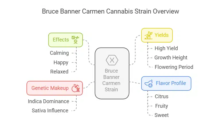 Bruce Banner Carmen strain infographic detailing genetic makeup, effects, yields, flowering period, and flavor profile