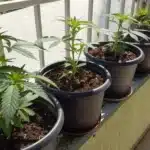 Cannabis clones being hardened off on a balcony, preparing for growing clones outdoors.