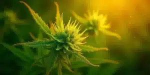 Close-up of a cannabis flower highlighting the role of endophytes in plant health.