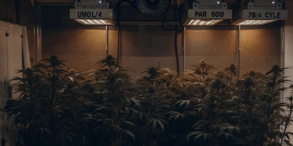 Cannabis plants under grow lights with digital displays showing "336 CCLE" and "PAR."