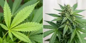 Infographic comparing normal cannabis and laced weed with clear visual indicators.