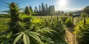 Panoramic view of an outdoor cannabis garden showcasing massive 10 pound plants for high outdoor yields.