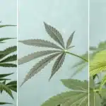 Cannabis strains for sleep with sleep quality ratings and calming properties.