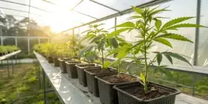Cannabis clones transitioning outdoors under soft sunlight, representing the best time to put clones outside.