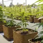 Rows of cannabis plants growing in square fabric pots on raised platforms in a greenhouse.