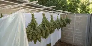 Outdoor drying buds outside setup with cannabis buds hung on a rack in a shaded area ensuring optimal airflow.