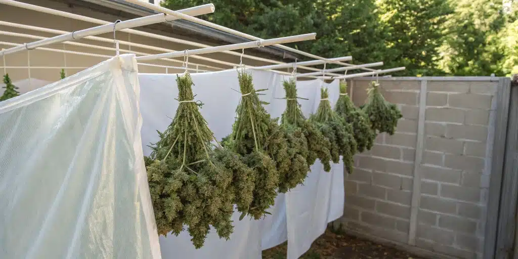 Outdoor drying buds outside setup with cannabis buds hung on a rack in a shaded area ensuring optimal airflow.