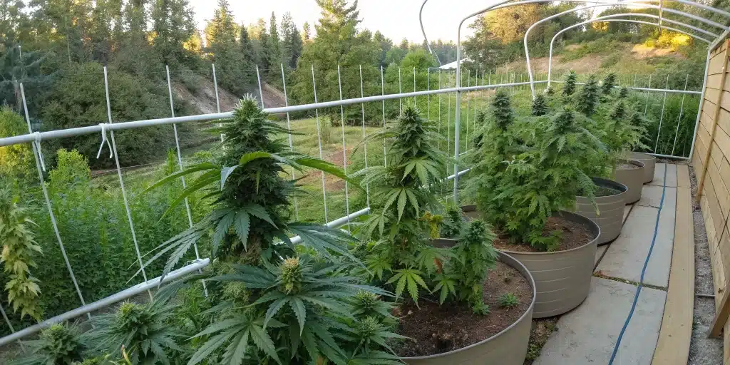 Panoramic view of an outdoor garden setup for drying buds outside, showcasing evenly hung cannabis buds in a secure area.