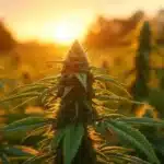 Field of cannabis plants at sunset.