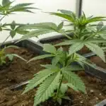 Close-up of young, healthy cannabis seedlings in black pots filled with soil.
