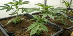 Close-up of young, healthy cannabis seedlings in black pots filled with soil.
