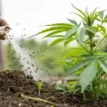 Close-up of fungus gnats in an outdoor cannabis garden with organic soil treatment being applied.
