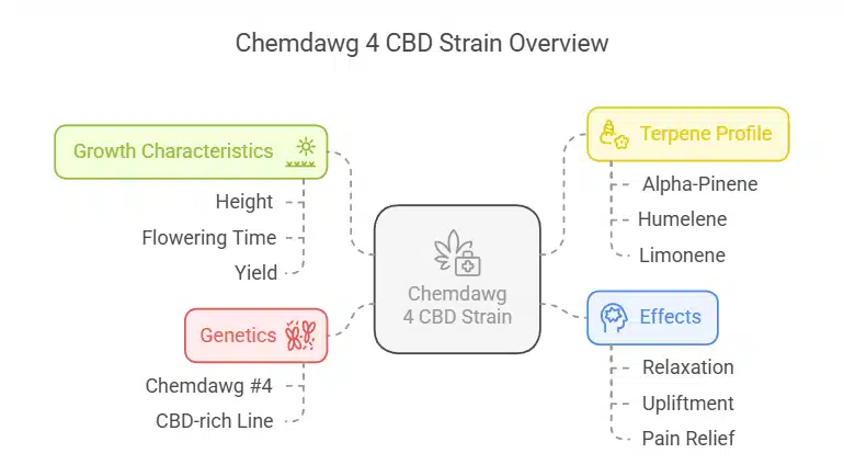 Chemdawg 4 CBD strain infographic highlighting genetics, terpene profile, effects, growth characteristics, and potential therapeutic benefits