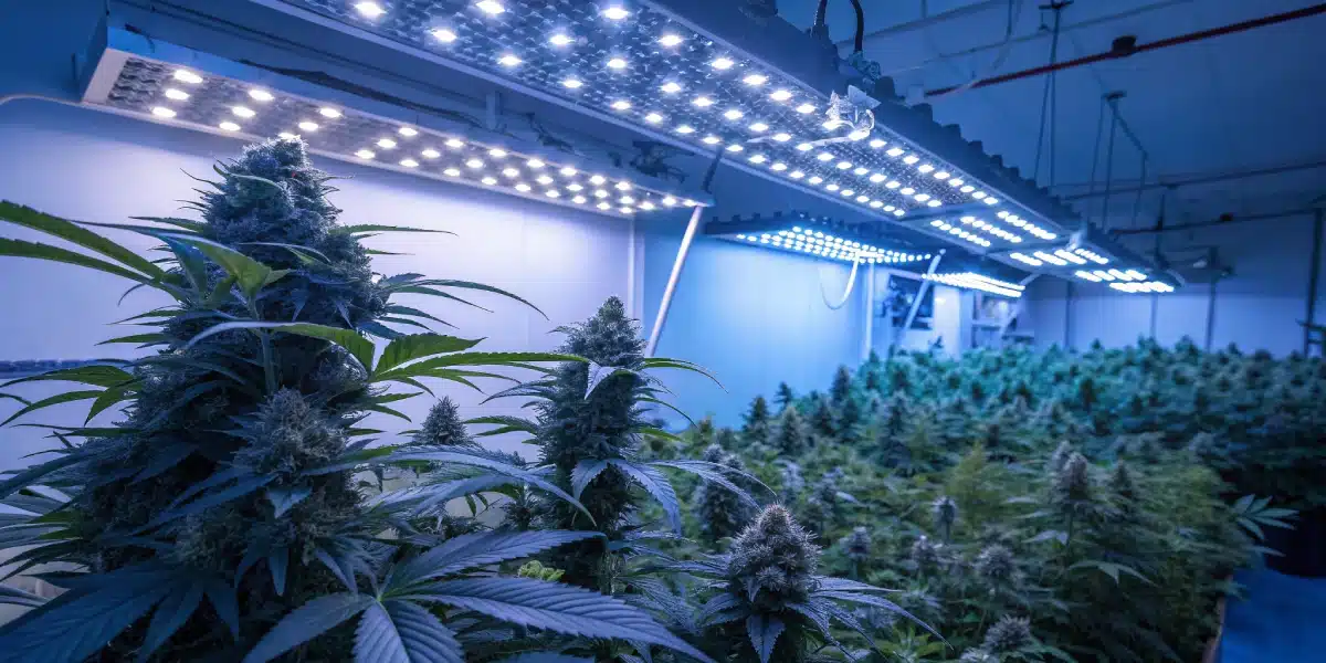 Indoor cannabis grow room with Blue Cookies FV plants under bright LED lights, showing dense, resinous buds and lush green foliage.