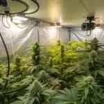 Indoor cannabis grow tent with Blueberry Badazz weed strain in full bloom, showcasing thick, frosty buds, controlled lighting, and ventilation systems