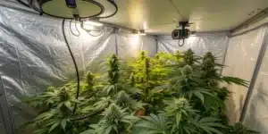 Indoor cannabis grow tent with Blueberry Badazz weed strain in full bloom, showcasing thick, frosty buds, controlled lighting, and ventilation systems