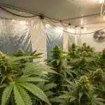 Blueberry Headband Strain growing indoors under controlled lighting, with reflective walls and ventilation fans ensuring optimal air circulation