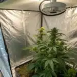 Blueberry Lemon Haze Auto cannabis plant growing in an indoor grow tent with reflective walls, LED lighting, and dense bud formation.