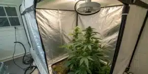 Blueberry Lemon Haze Auto cannabis plant growing in an indoor grow tent with reflective walls, LED lighting, and dense bud formation.