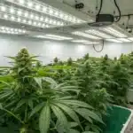 Blueberry OG Kush cannabis plants thriving in a professional indoor grow room with LED lighting, hydroponic containers, and lush green foliage