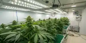 Blueberry OG Kush cannabis plants thriving in a professional indoor grow room with LED lighting, hydroponic containers, and lush green foliage