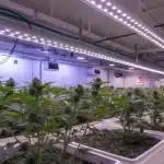 Blueberry Widow cannabis plants growing in a professional indoor facility under LED lights, with vibrant green foliage and resinous buds